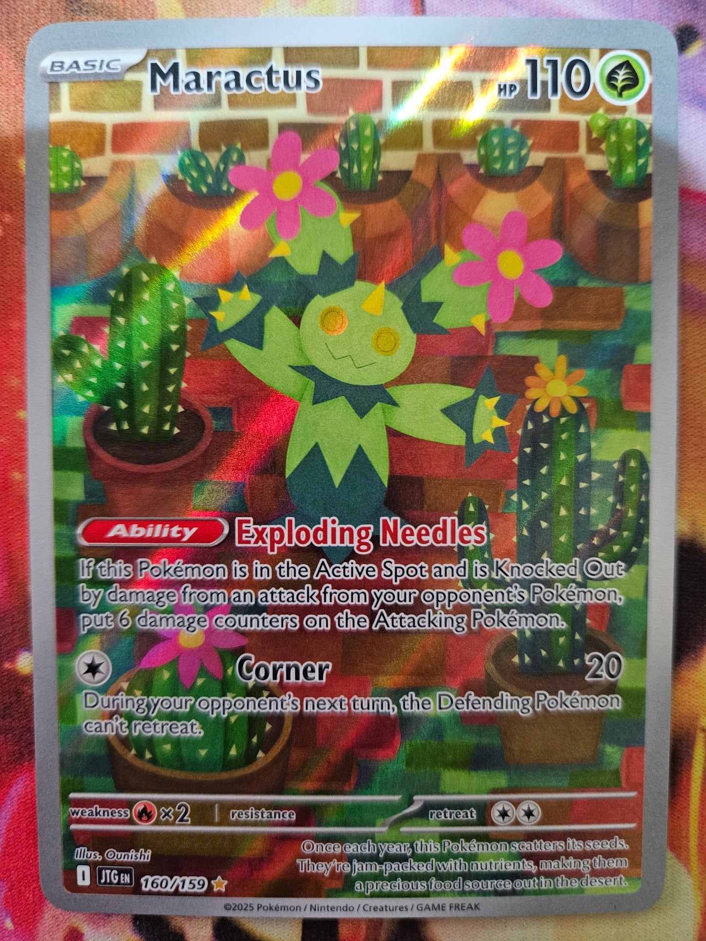 Maractus 160/159